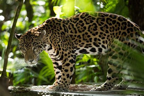 belize jaguar preserve